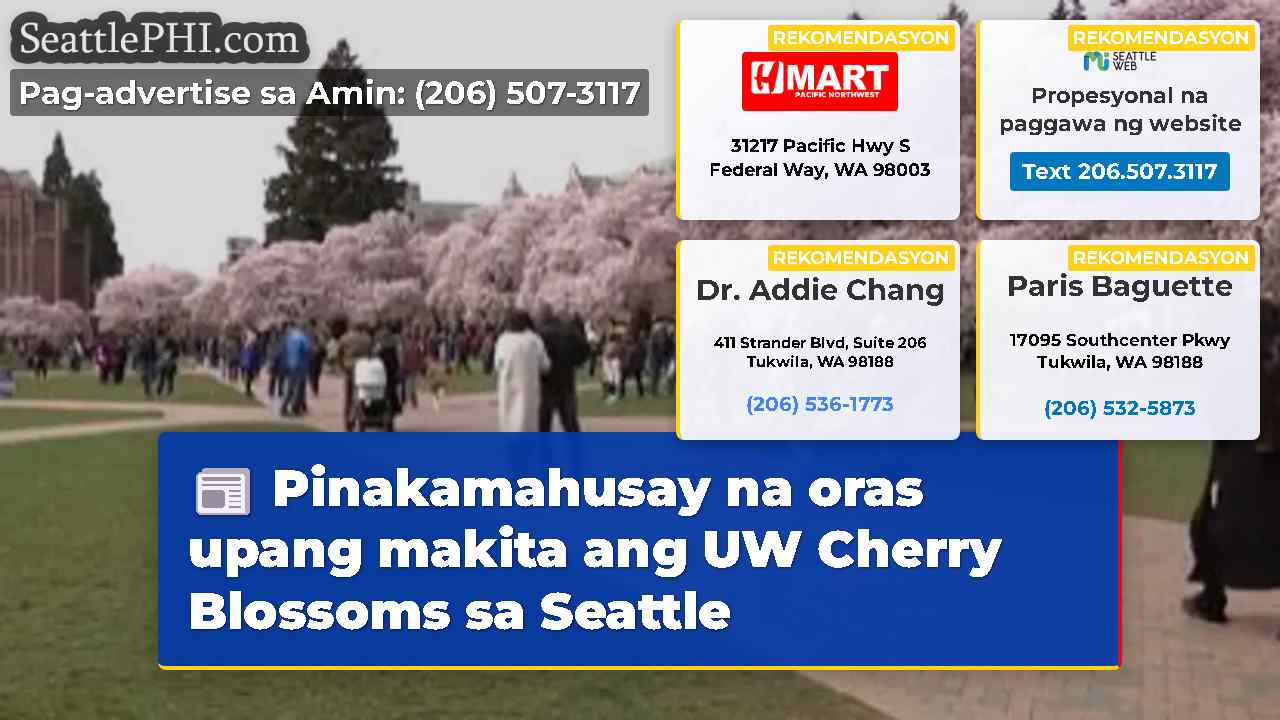 Pinakamahusay na oras upang makita ang UW Cherry