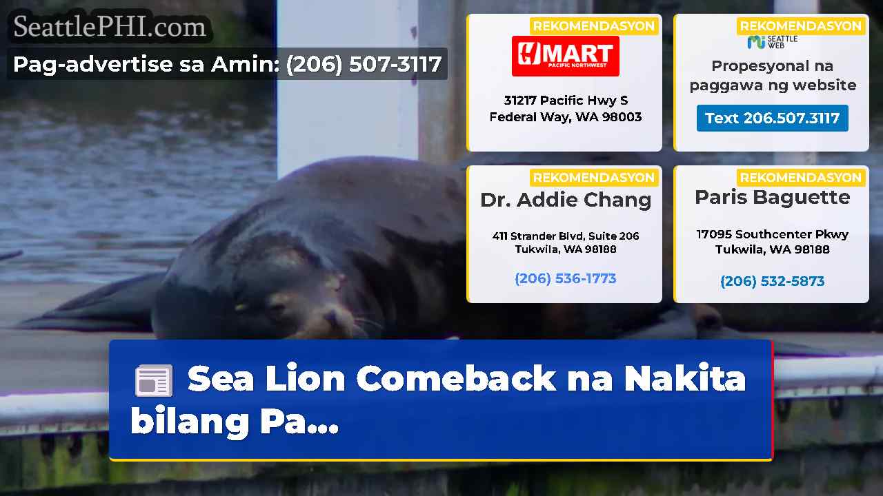 Sea Lion Comeback na Nakita bilang Pa…