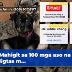 Mahigit sa 100 mga aso na nailigtas m…