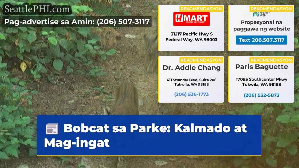 Bobcat sa Parke: Kalmado at Mag-ingat
