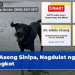 Asong Sinipa Nagdulot ng Lungkot