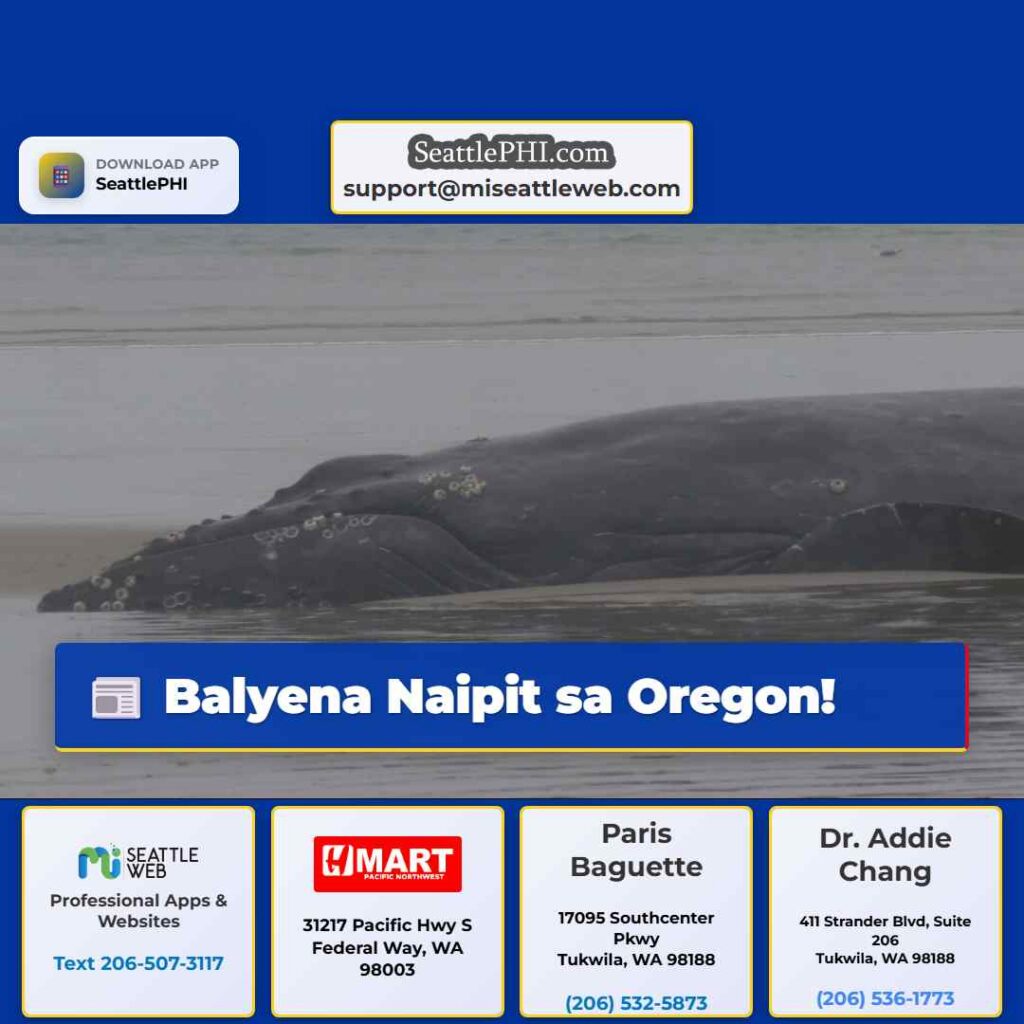 Balyena Naipit sa Oregon!