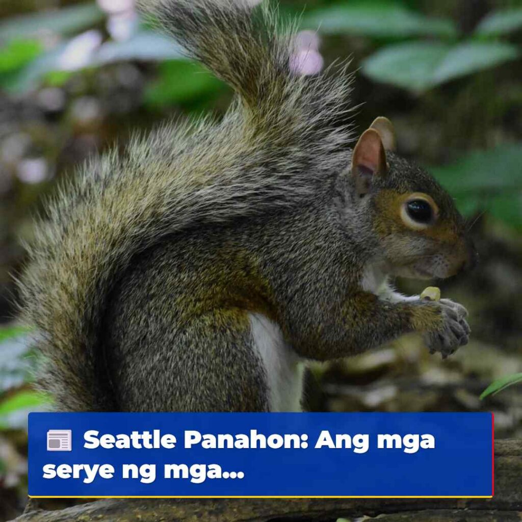 Seattle Panahon: Ang mga serye ng mga...