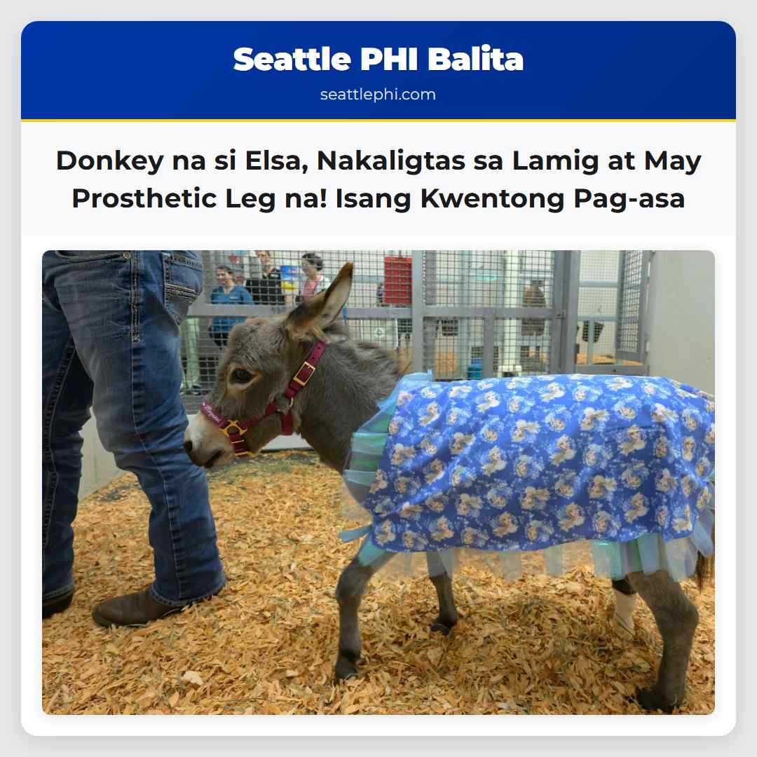 Donkey na si Elsa, Nakaligtas sa Lamig at May
