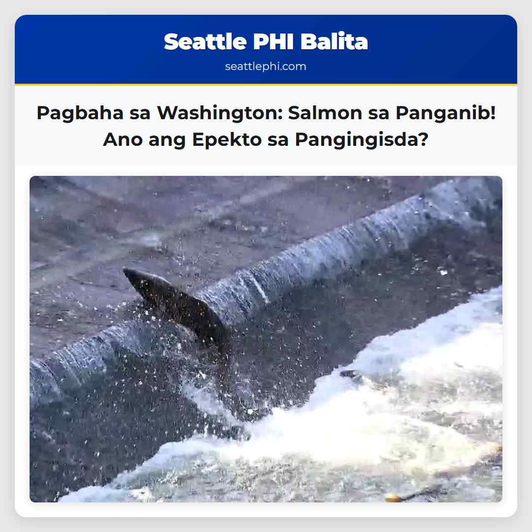 Pagbaha sa Washington: Salmon sa Panganib! Ano