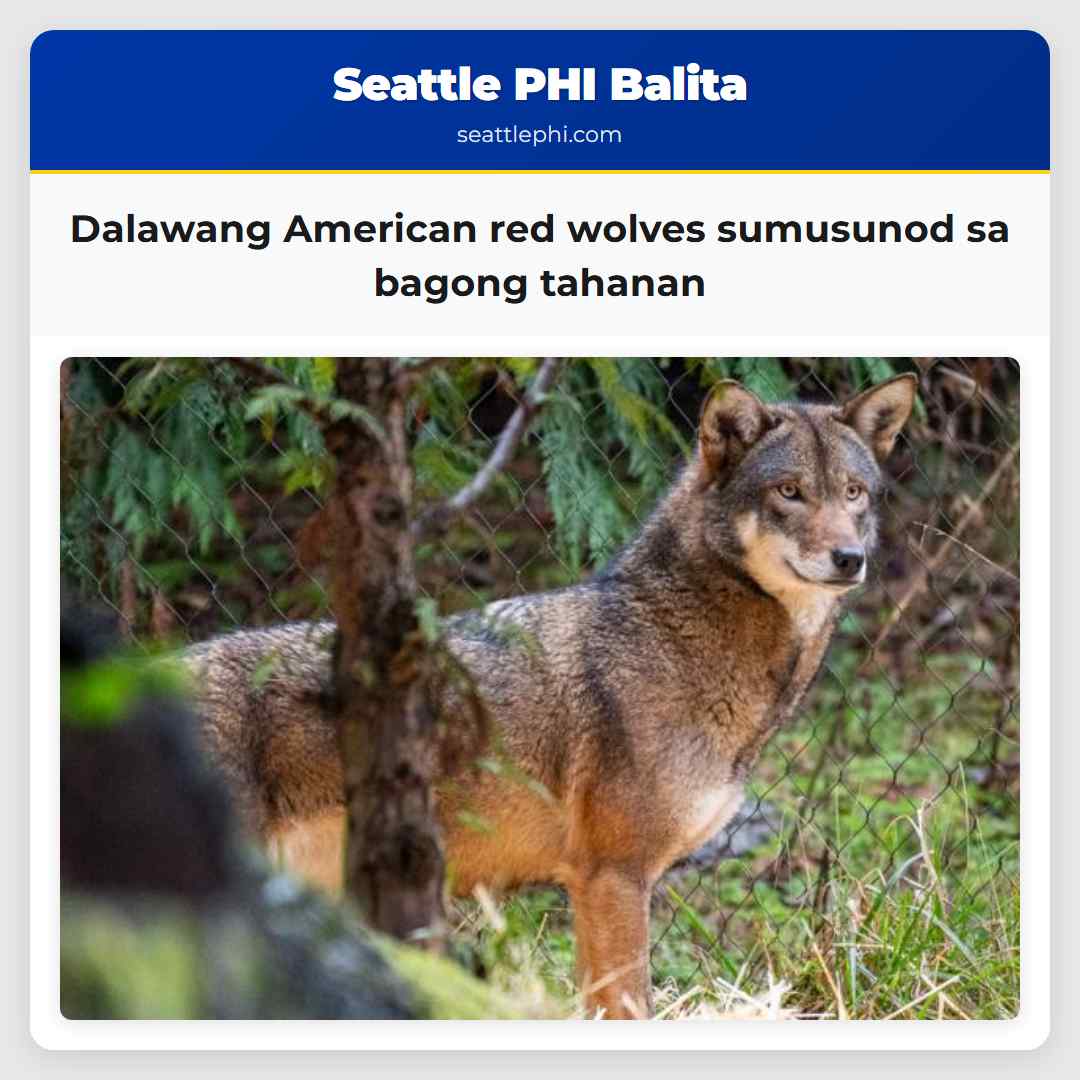Dalawang American red wolves sumusunod sa bagong