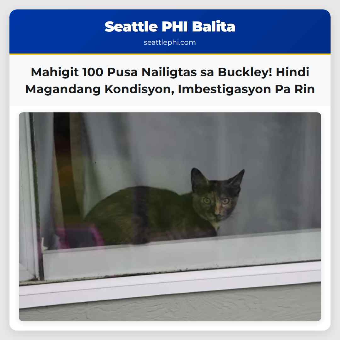 Mahigit 100 Pusa Nailigtas sa Buckley! Hindi