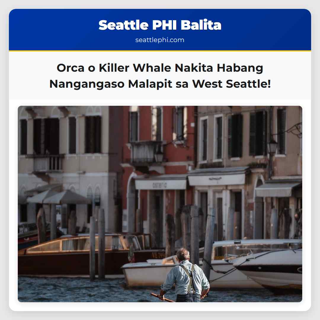 Orca o Killer Whale Nakita Habang Nangangaso