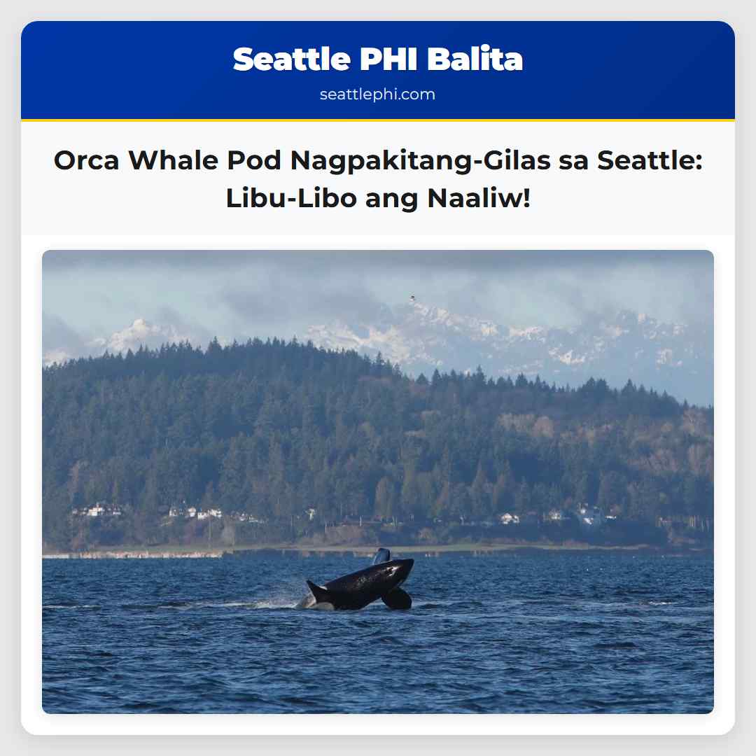 Orca Whale Pod Nagpakitang-Gilas sa Seattle: