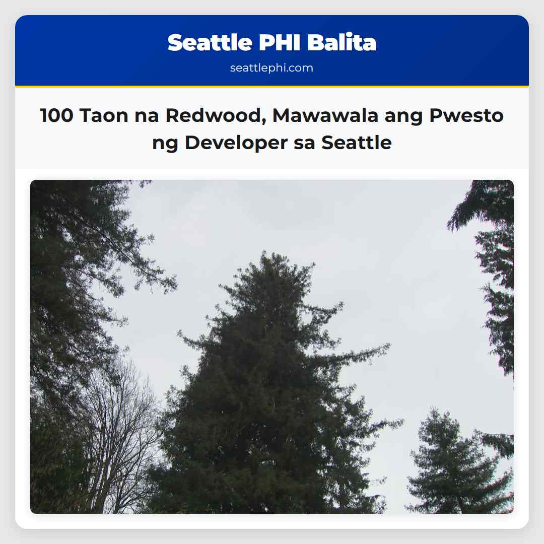 100 Taon na Redwood, Mawawala ang Pwesto ng