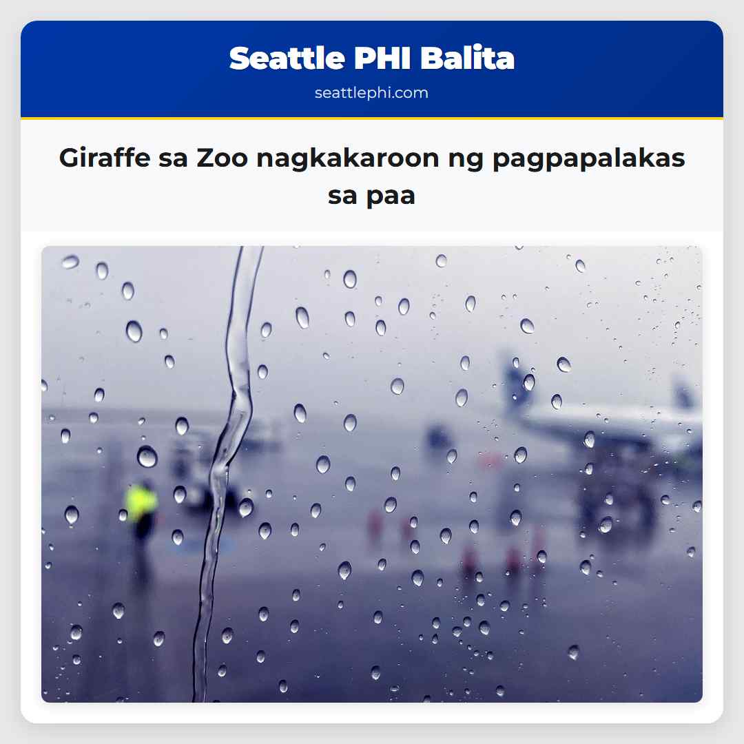 Giraffe sa Zoo nagkakaroon ng pagpapalakas sa paa