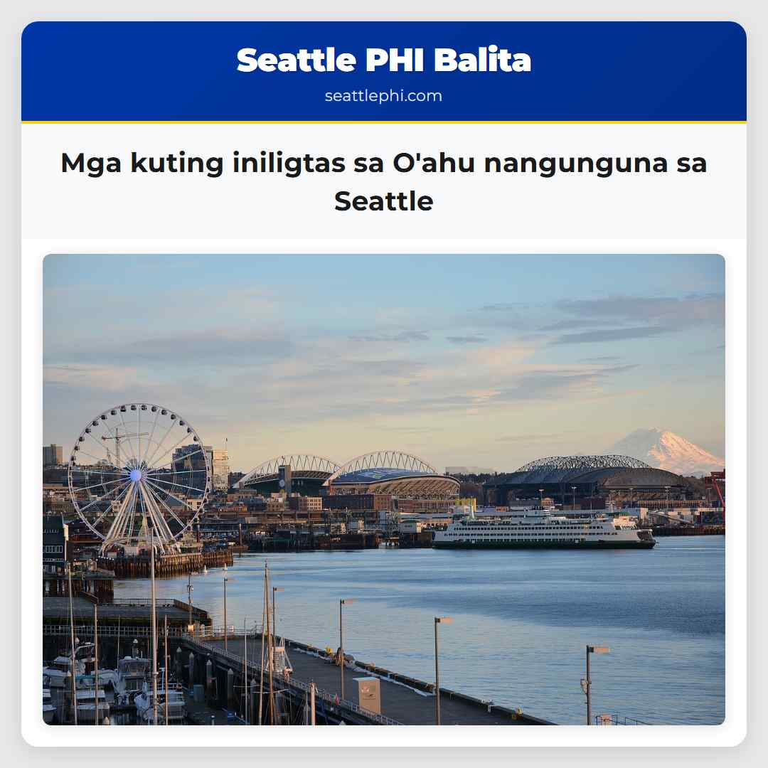 Mga kuting iniligtas sa O'ahu nangunguna sa