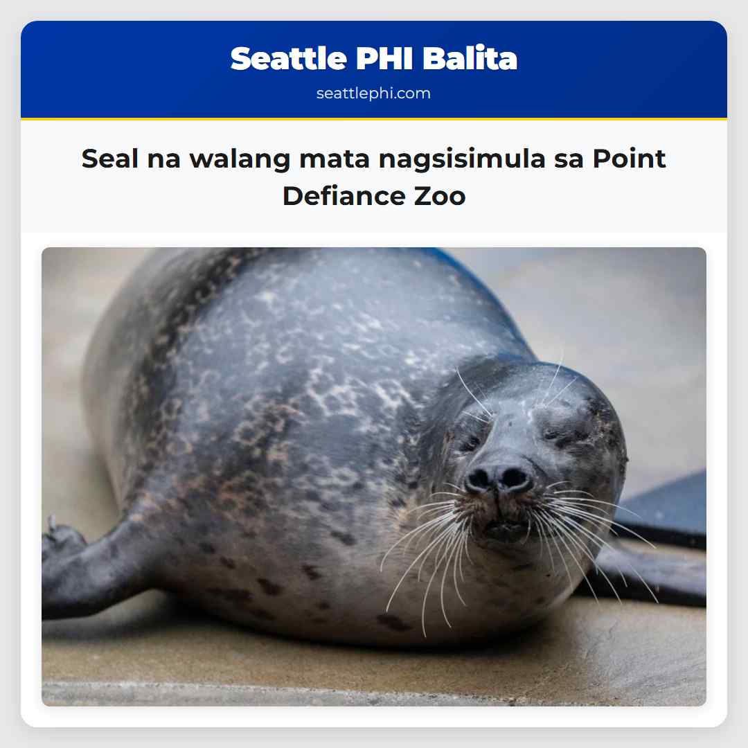 Seal na walang mata nagsisimula sa Point Defiance