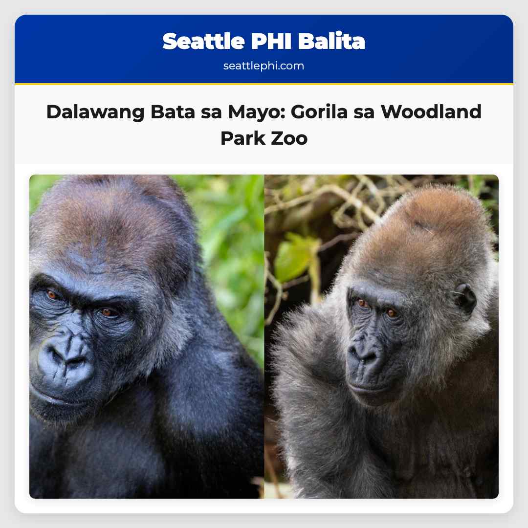 Dalawang Bata sa Mayo Mga Gorila sa Woodland Park Zoo Nagmamahal