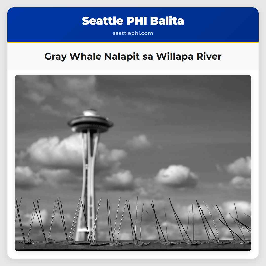 Gray Whale Nalapit sa Willapa River