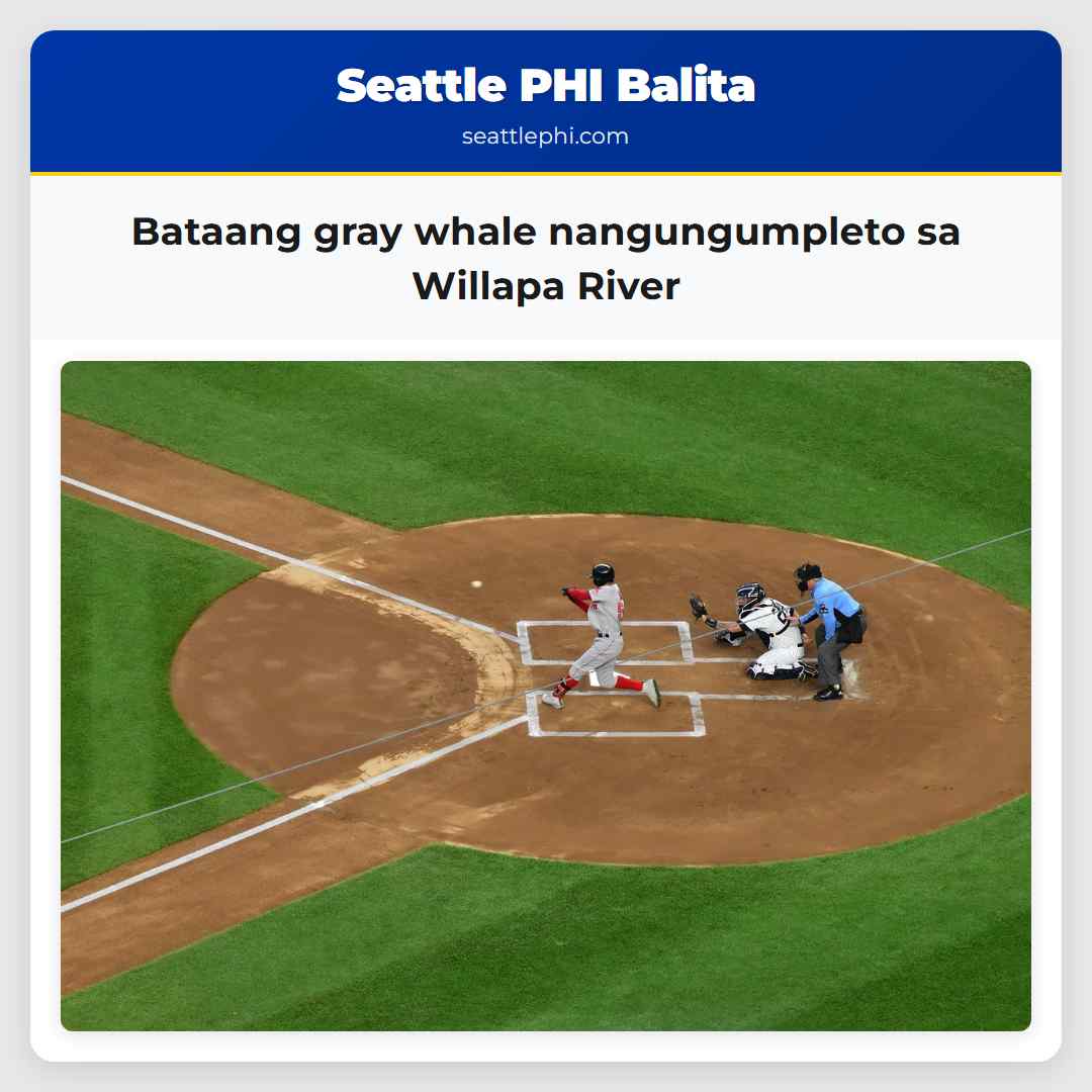 Bataang gray whale nangungumpleto sa Willapa River