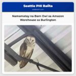 Namamatay na Barn Owl sa Amazon Warehouse sa Burlington