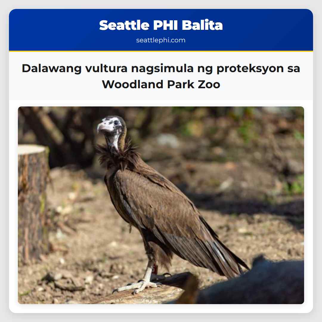 Dalawang vultura nagsimula ng proteksyon sa Woodland Park Zoo