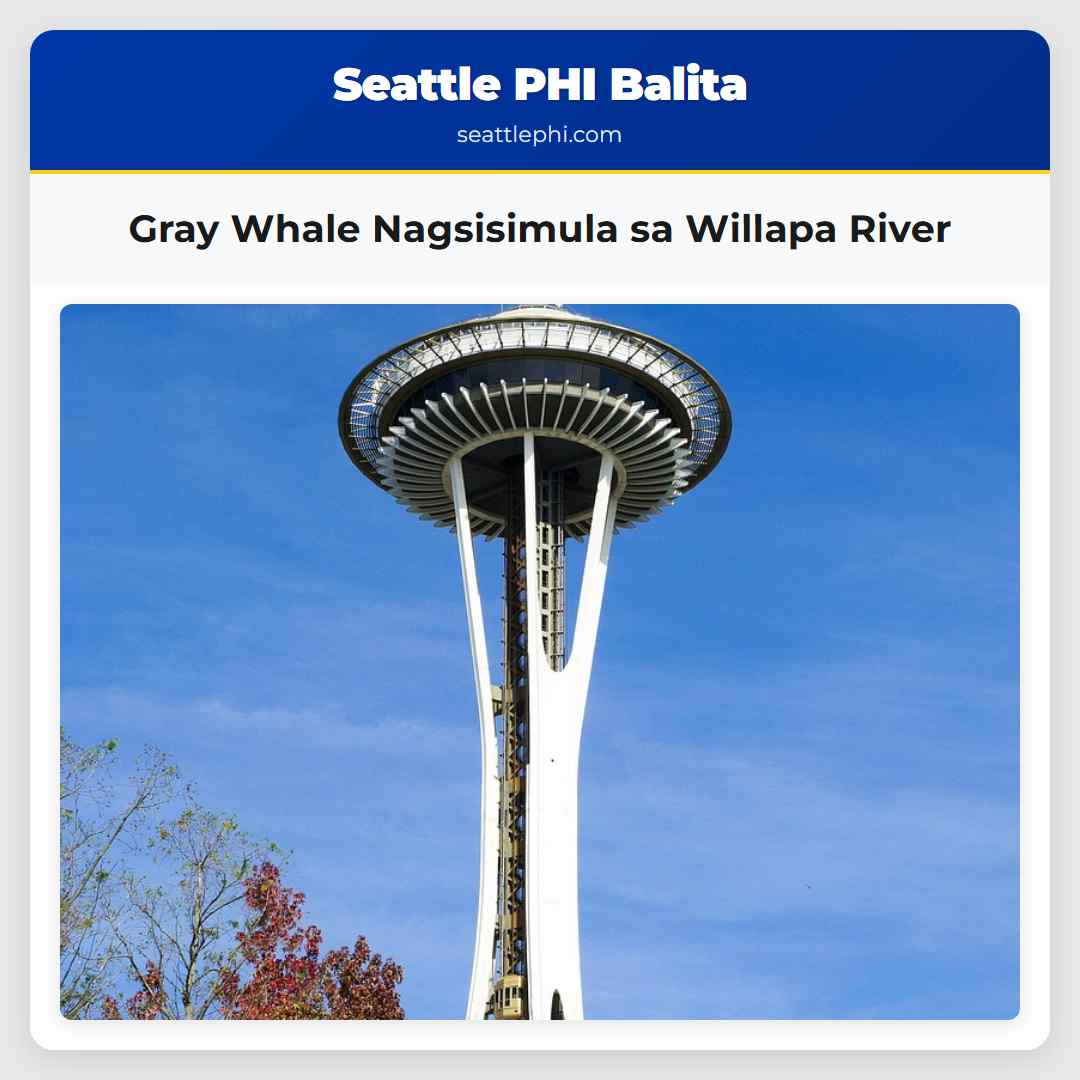 Gray Whale Nagsisimula sa Willapa River