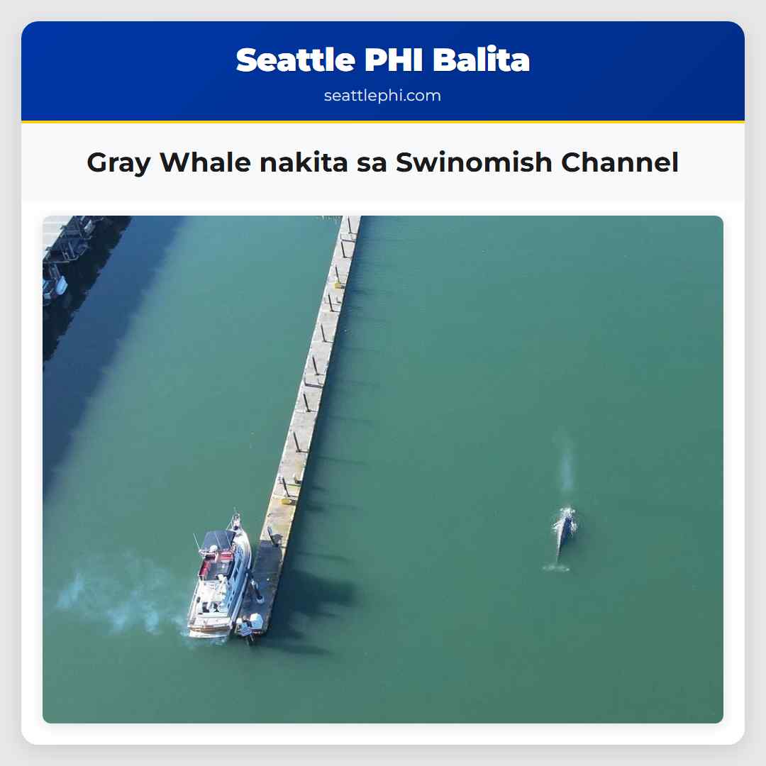 Gray Whale nakita sa Swinomish Channel
