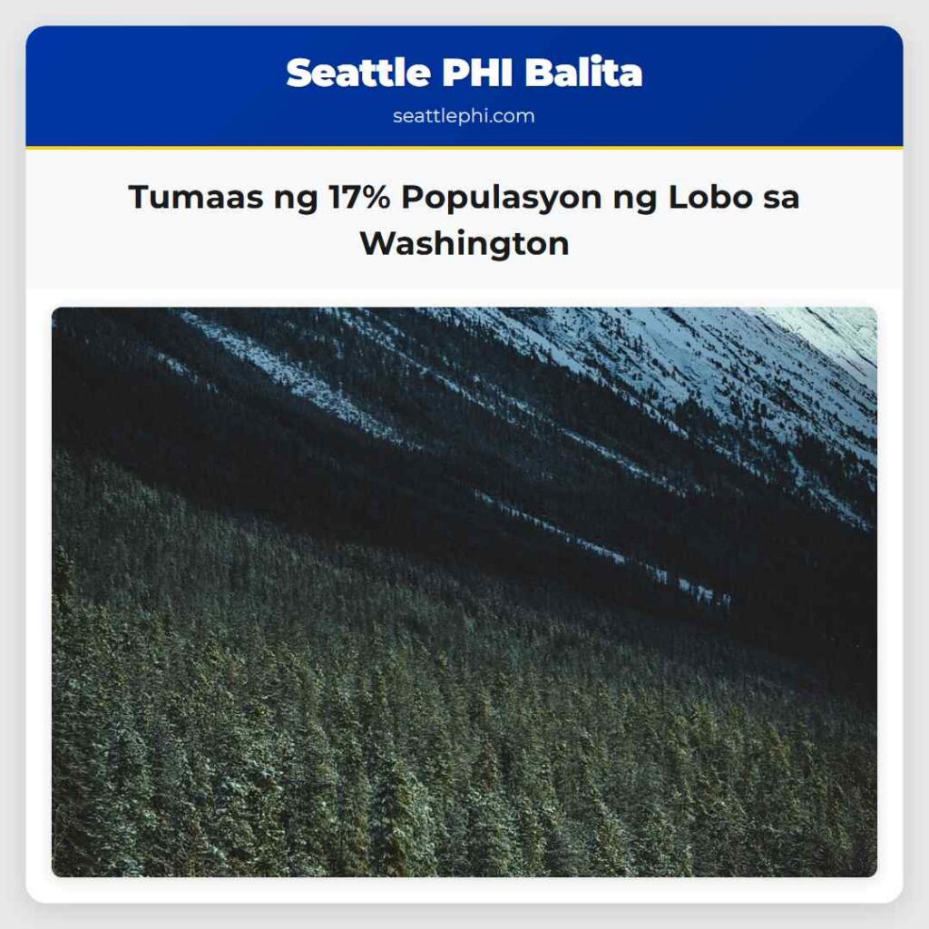 Tumaas ng 17% Populasyon ng Lobo sa Washington