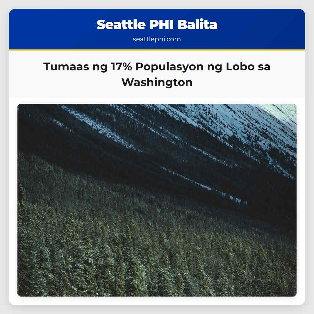 Tumaas ng 17% Populasyon ng Lobo sa Washington