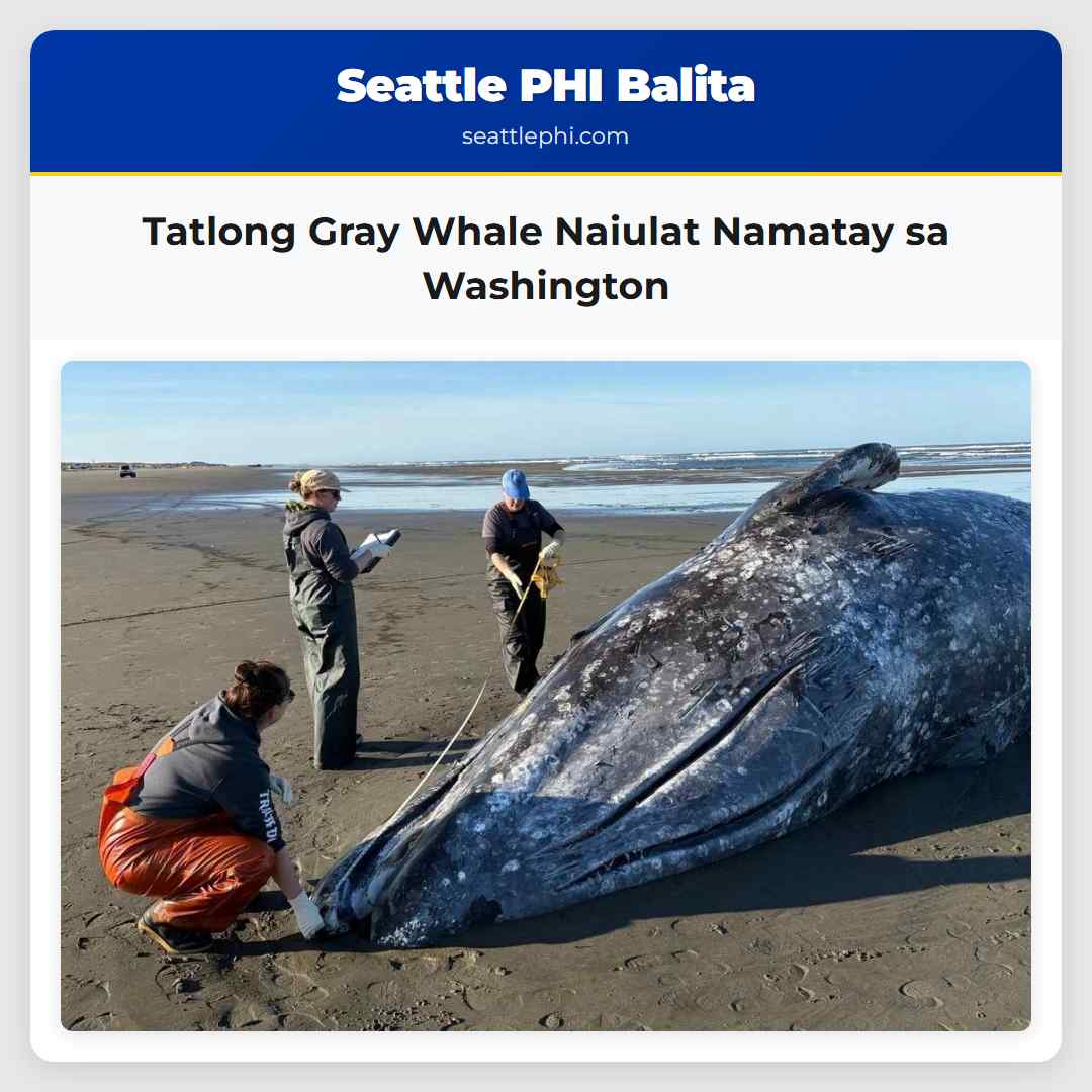 Tatlong Gray Whale Naiulat Namatay sa Washington