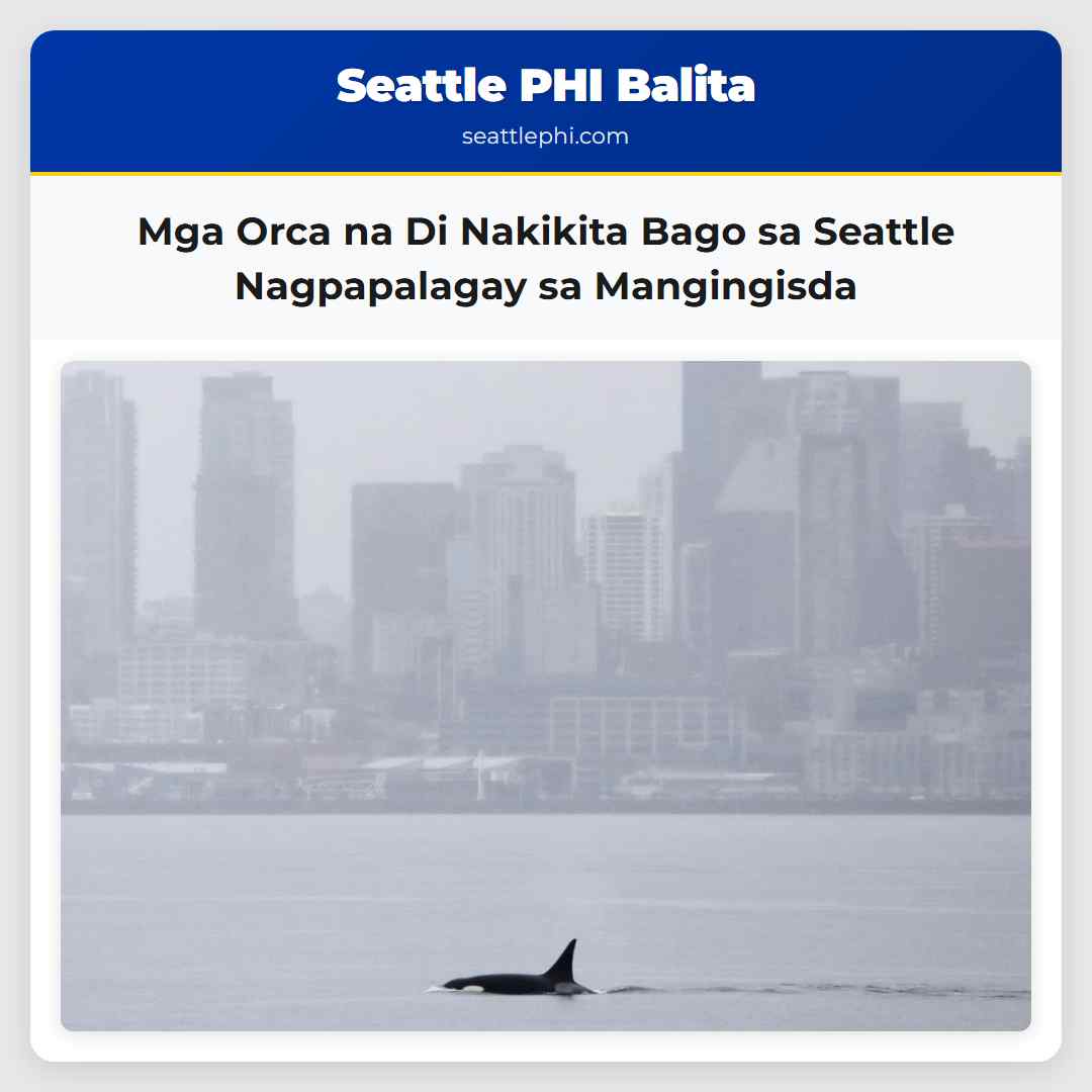 Mga Orca na Di Nakikita Bago sa Seattle