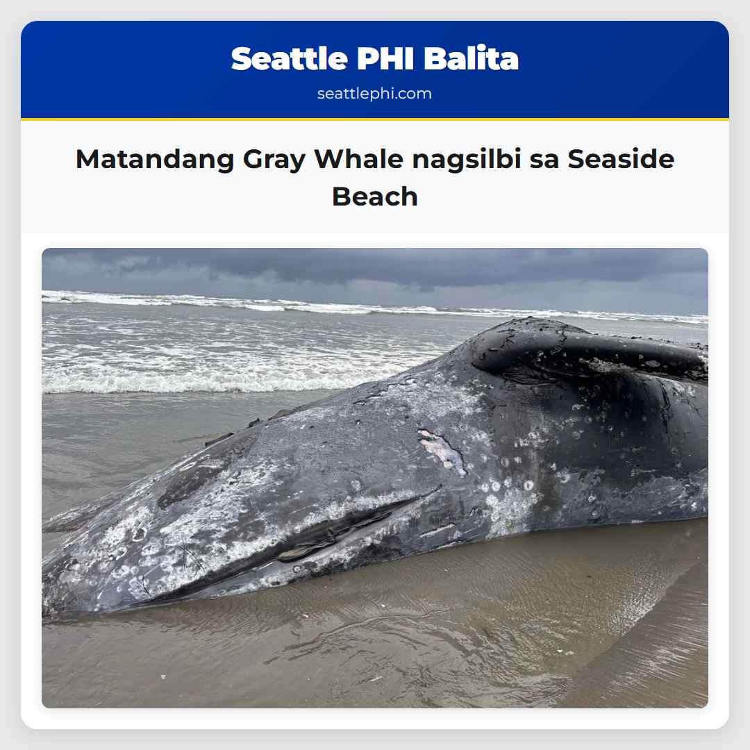 Matandang Gray Whale nagsilbi sa Seaside Beach