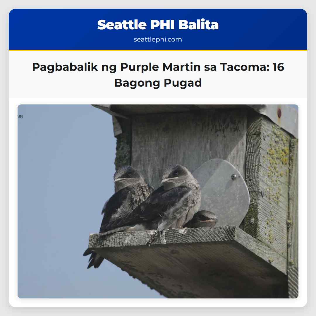 Pagbabalik ng Purple Martin sa Tacoma 16 Bagong Pugad