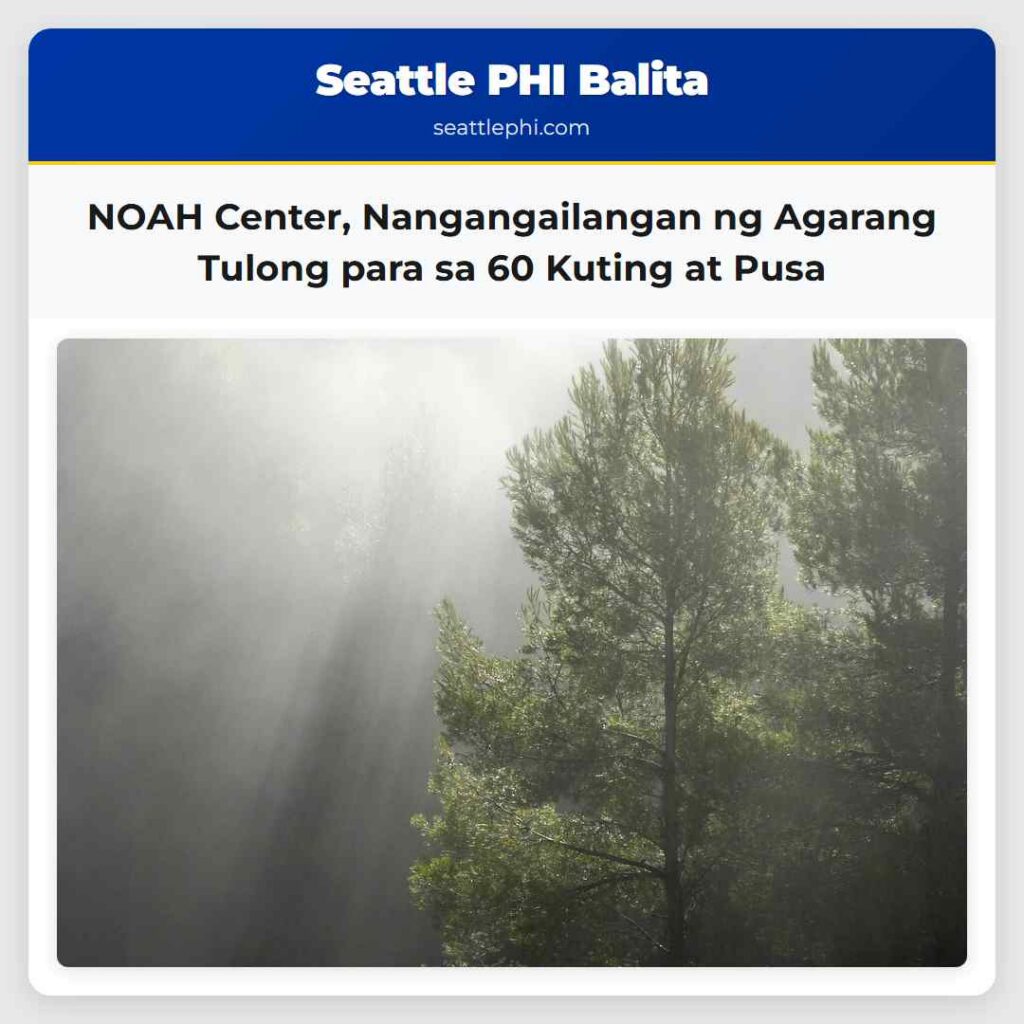 NOAH Center Nangangailangan ng Agarang Tulong para sa 60 Kuting at Pusa