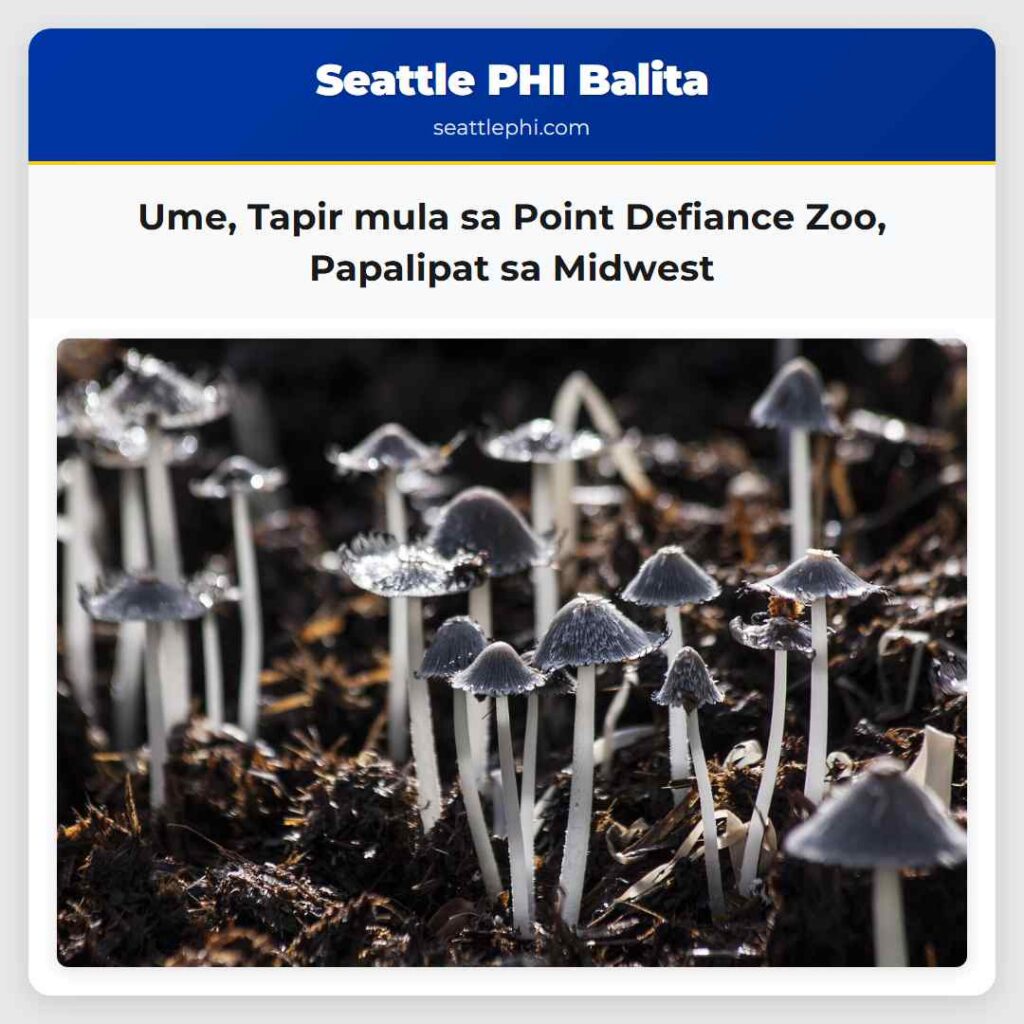 Ume, Tapir mula sa Point Defiance Zoo, Papalipat