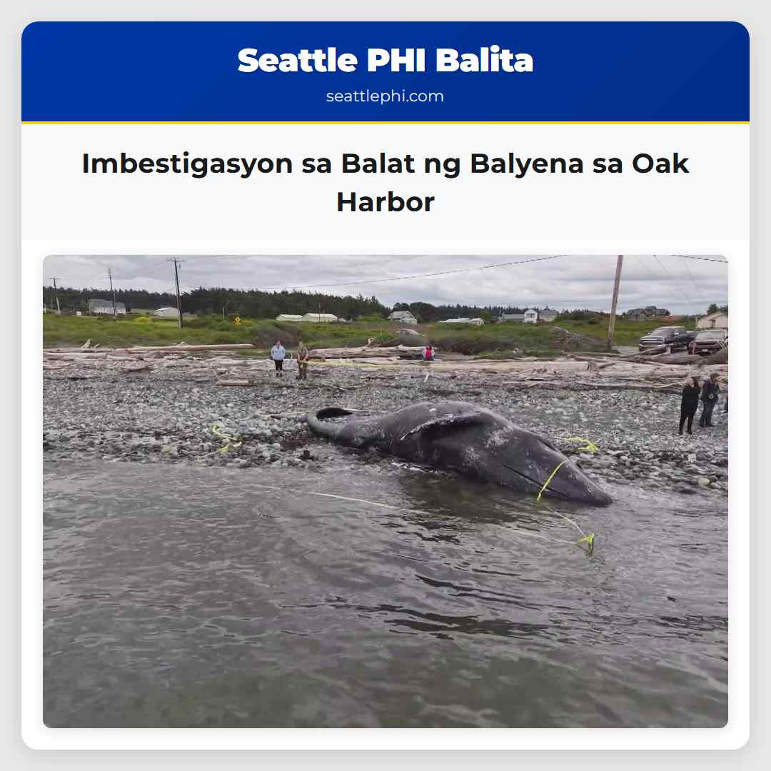 Imbestigasyon sa Balat ng Balyena sa Oak Harbor