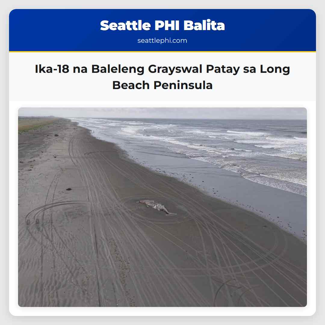 Ika-18 na Baleleng Grayswal Patay sa Long Beach Peninsula