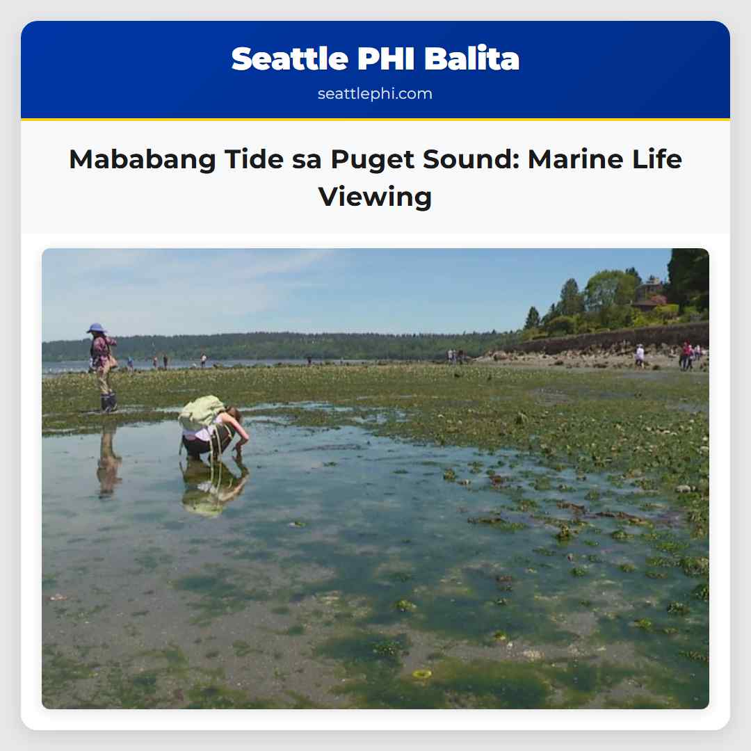 Mababang Tide sa Puget Sound Marine Life Viewing