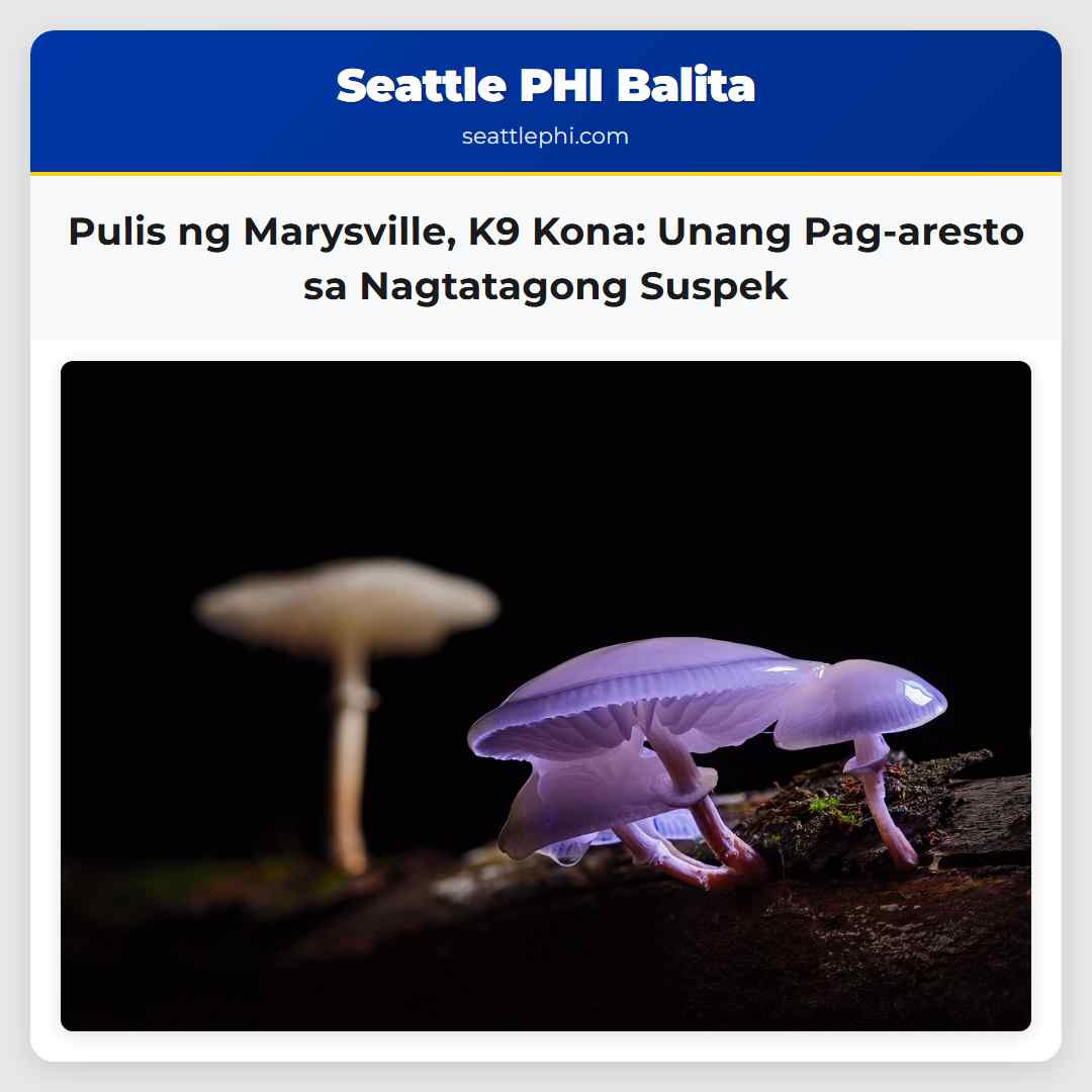 Pulis ng Marysville K9 Kona Unang Pag-aresto sa Nagtatagong Suspek