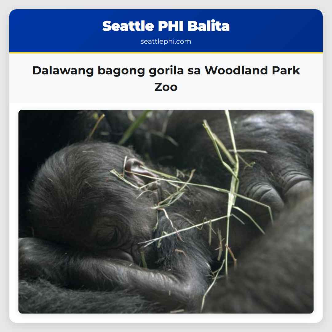 Dalawang bagong gorila sa Woodland Park Zoo