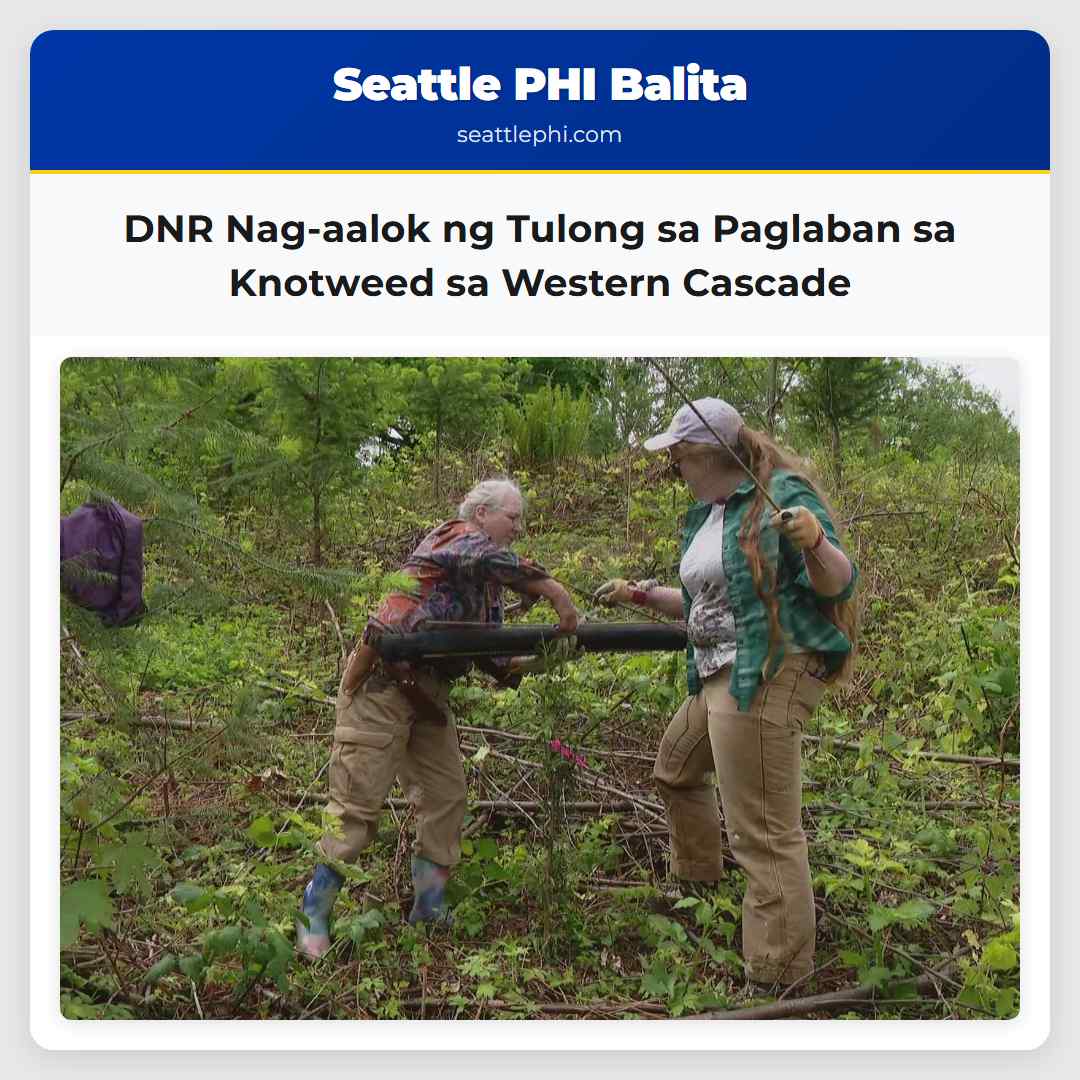 DNR Nag-aalok ng Tulong sa Paglaban sa Knotweed sa Western Cascade