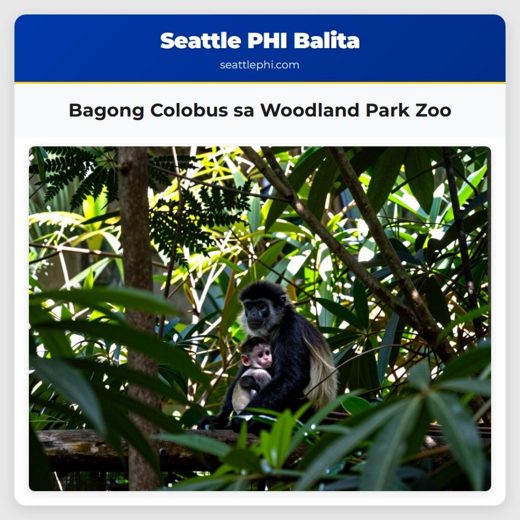 Bagong Colobus sa Woodland Park Zoo