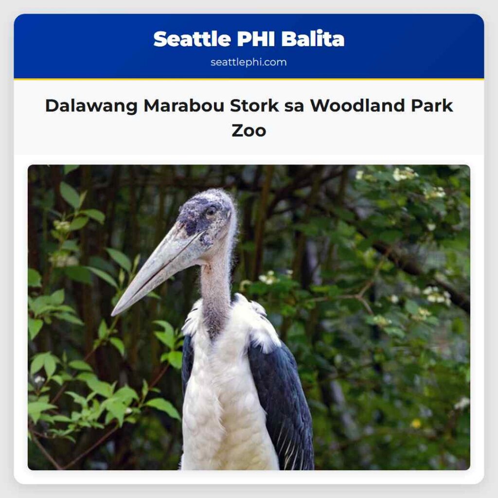 Dalawang Marabou Stork sa Woodland Park Zoo