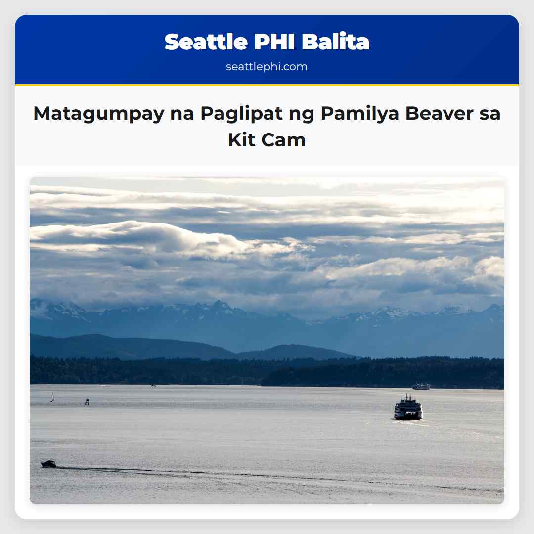 Matagumpay na Paglipat ng Pamilya Beaver sa Kit Cam