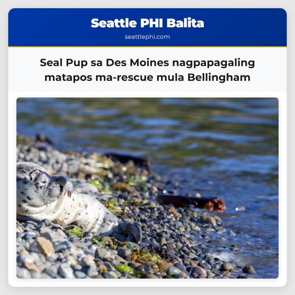 Seal Pup sa Des Moines nagpapagaling matapos