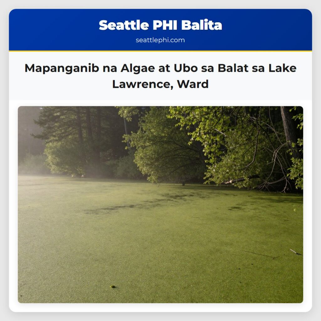 Mapanganib na Algae at Ubo sa Balat sa Lake