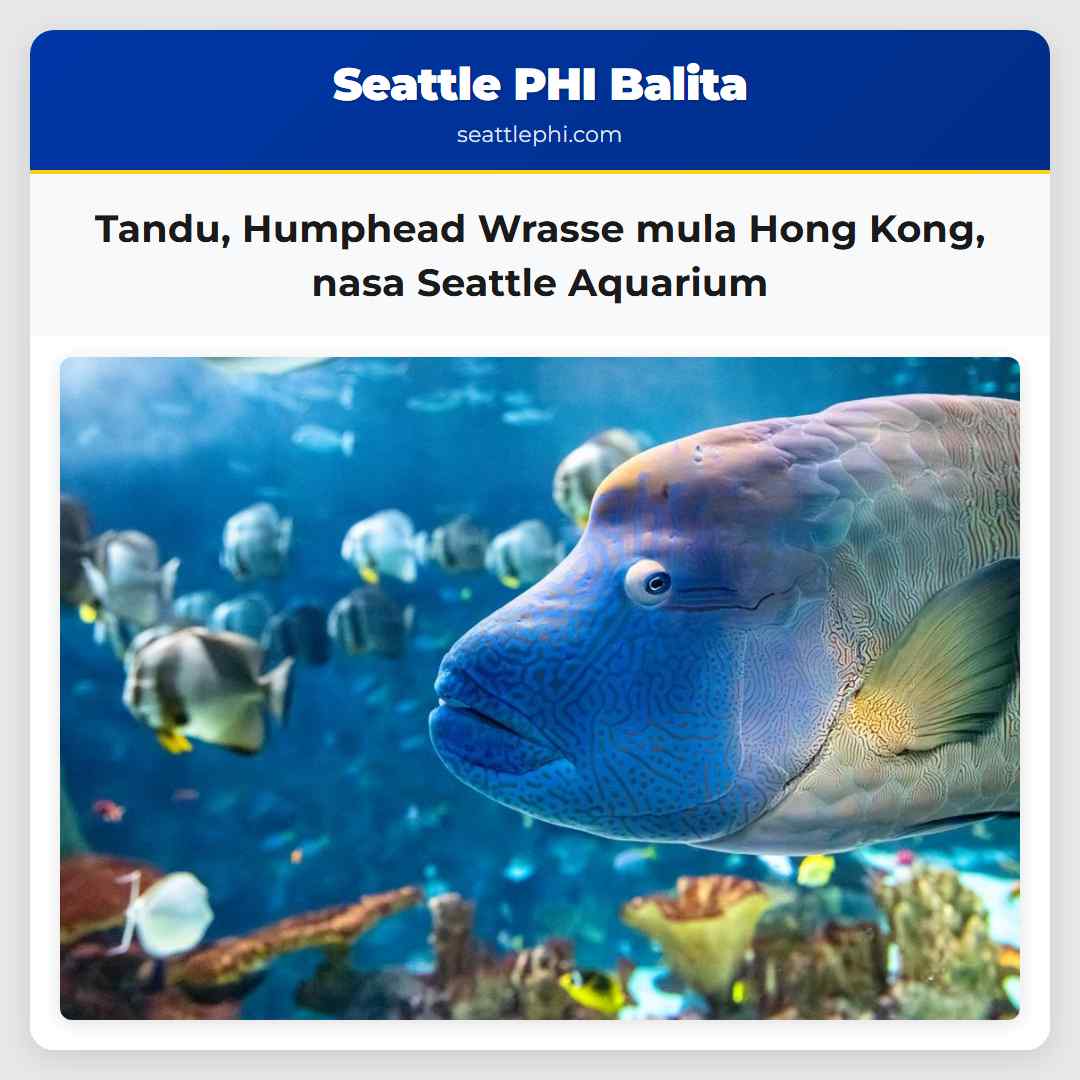 Tandu, Humphead Wrasse mula Hong Kong, nasa