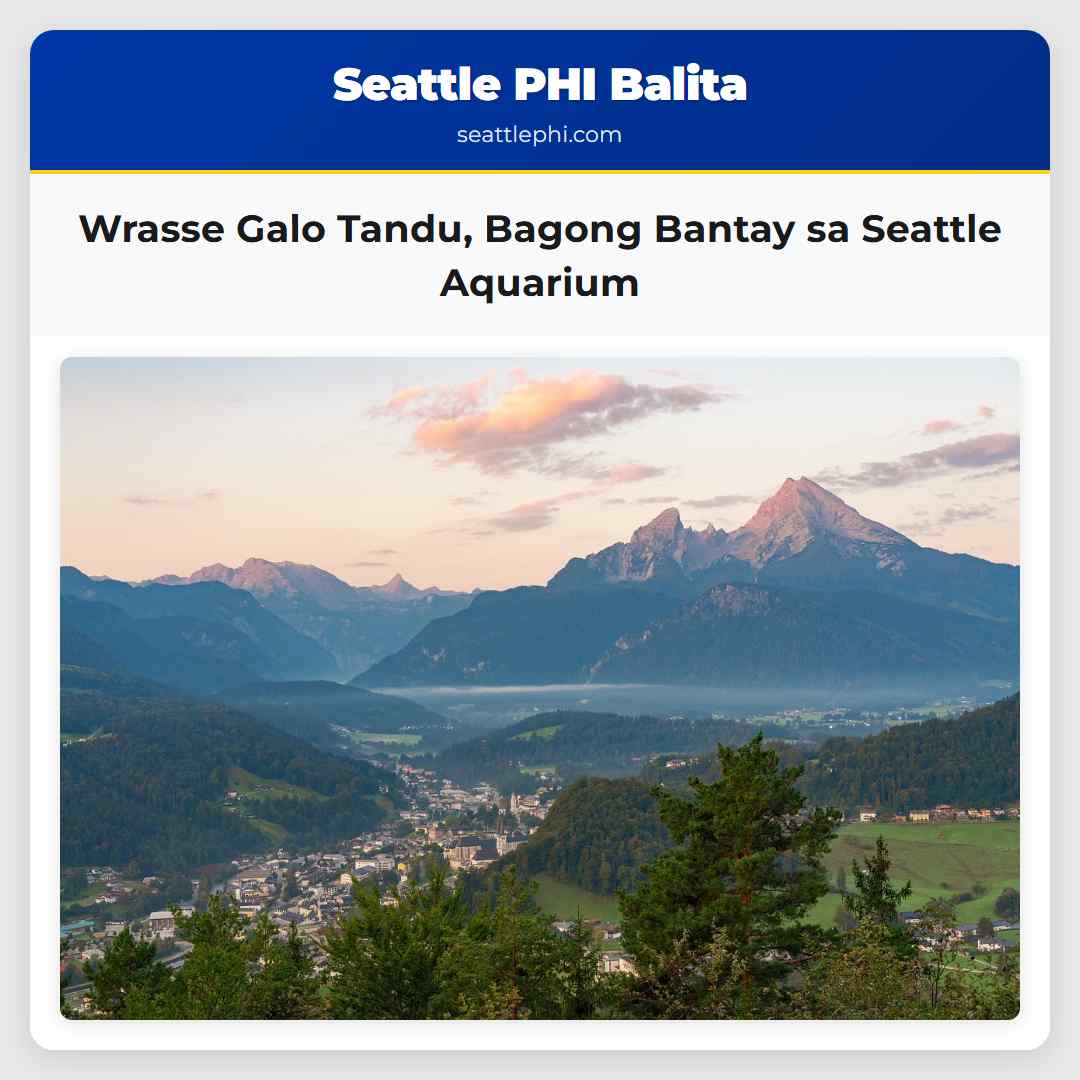 Wrasse Galo Tandu Bagong Bantay sa Seattle Aquarium