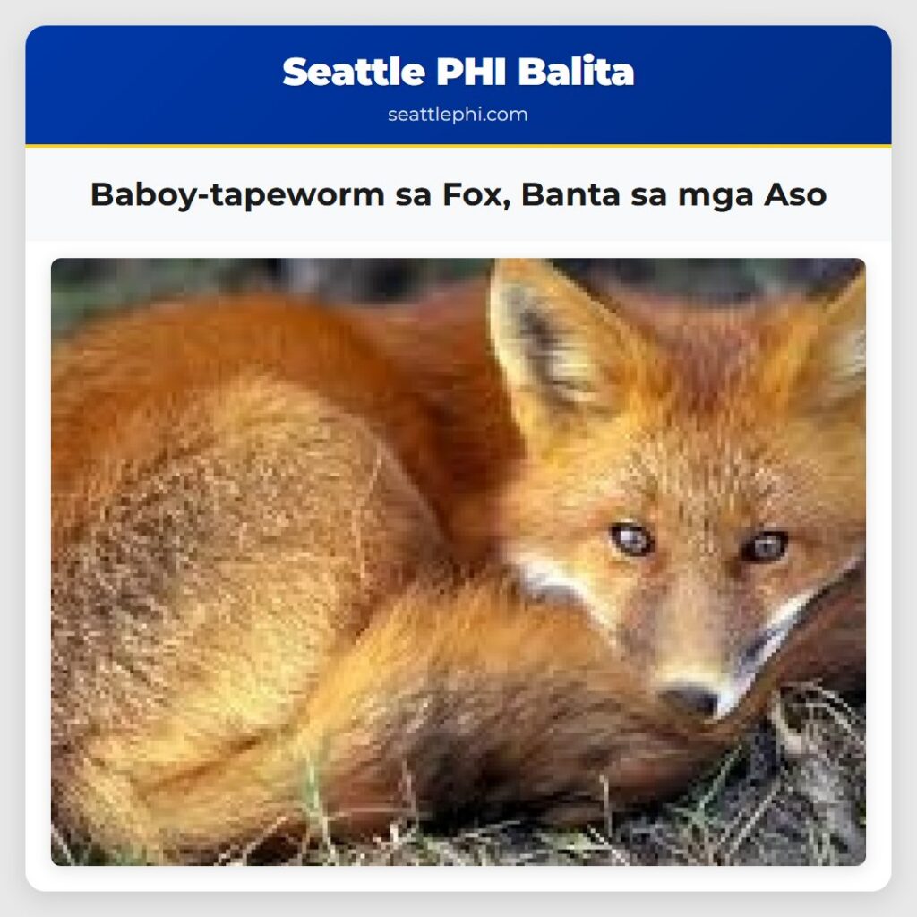 Baboy-tapeworm sa Fox, Banta sa mga Aso