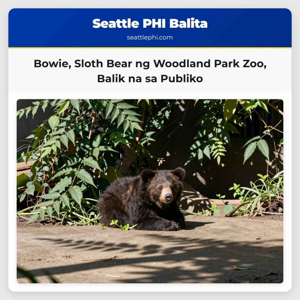 Bowie, Sloth Bear ng Woodland Park Zoo, Balik na