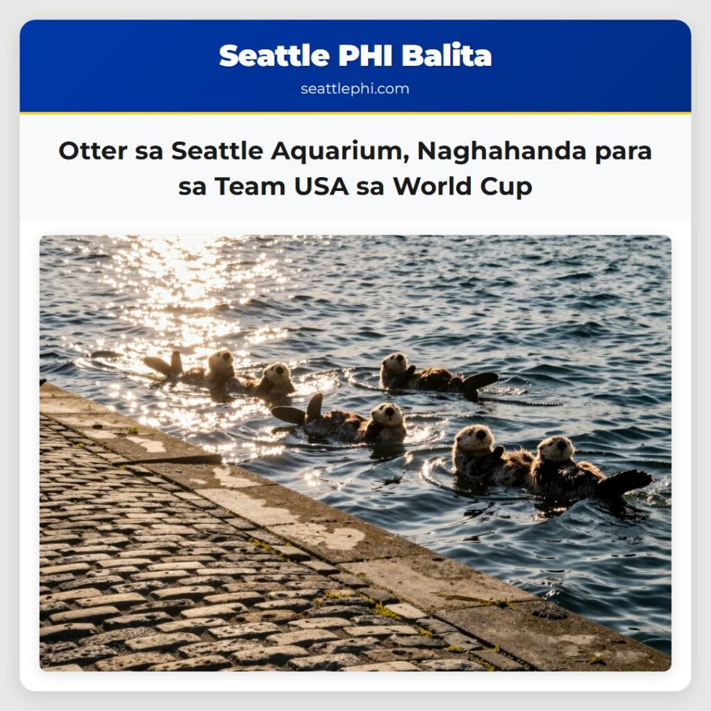 Otter sa Seattle Aquarium, Naghahanda para sa