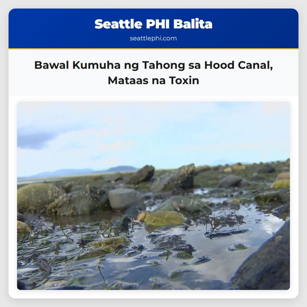 Bawal Kumuha ng Tahong sa Hood Canal Mataas na Toxin