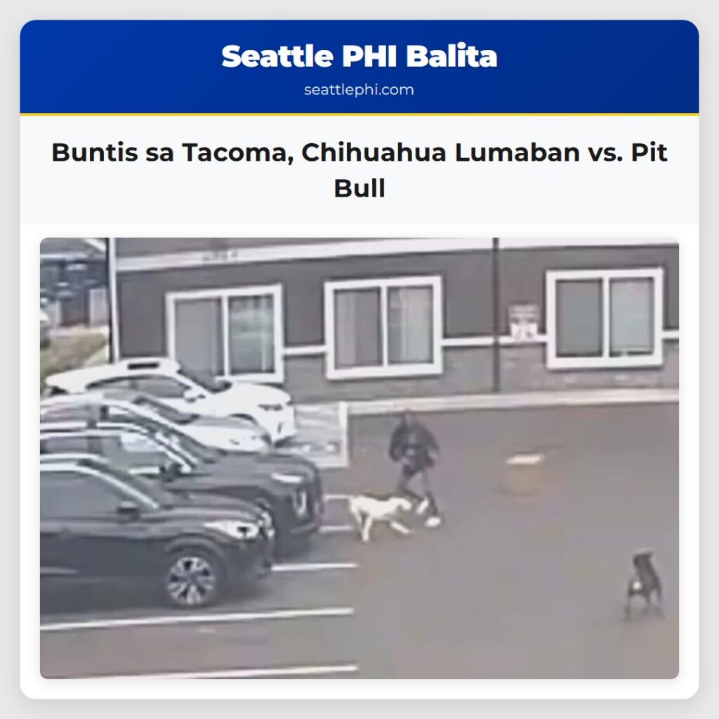 Buntis sa Tacoma, Chihuahua Lumaban vs. Pit Bull